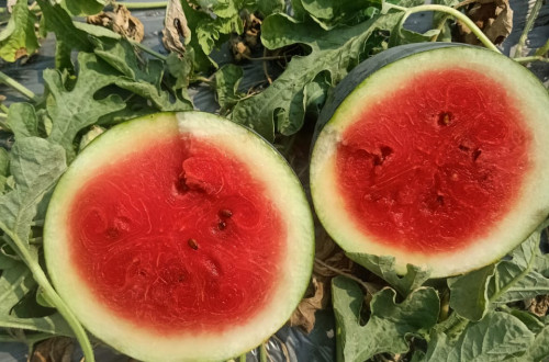 WATAERMELON